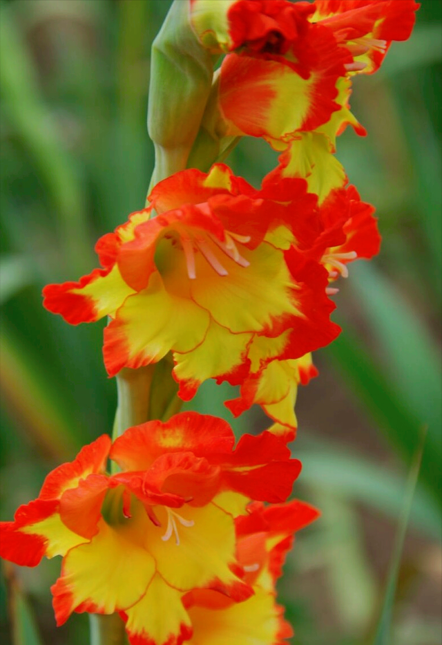 兰花花语心情的句子，兰花开了心情语（一花一世界）