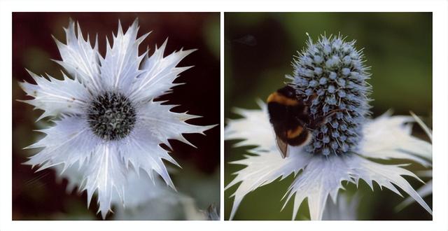 花朵的构造有哪些，花朵的组成结构（暴力拆解花朵的几何结构）