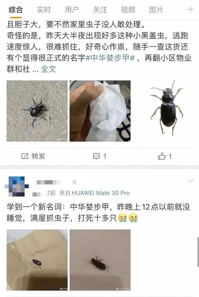 家里出现黑色爬行虫子，家里出现一种黑色爬得很快的虫子（注意，见到这样的一定要小心…）