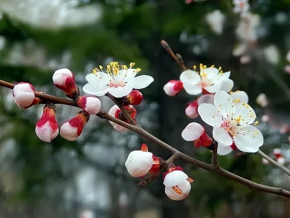 杏花桃花梨花李花梅花櫻花的區別(櫻花 梨花 桃花 梅花 杏花)-娛宸網