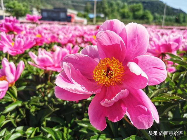 美丽动人是什么意思，美丽动人是形容什么的（邀您领略春末夏初“花相之美”）