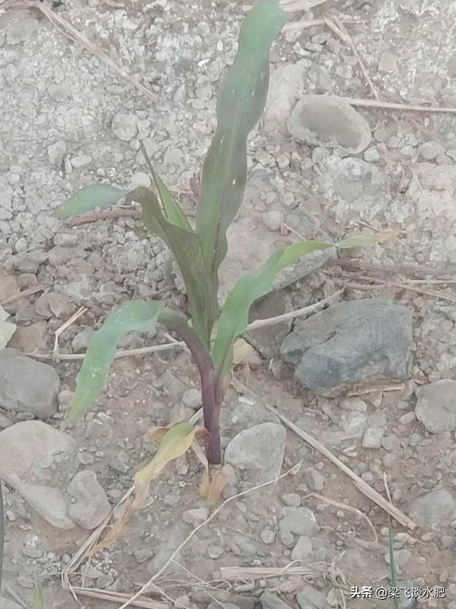 磷酸二氢铵化学式，什么是磷酸二铵（磷酸一铵、二铵、磷酸脲和磷酸二氢钾在滴灌水肥一体化中如何选择）