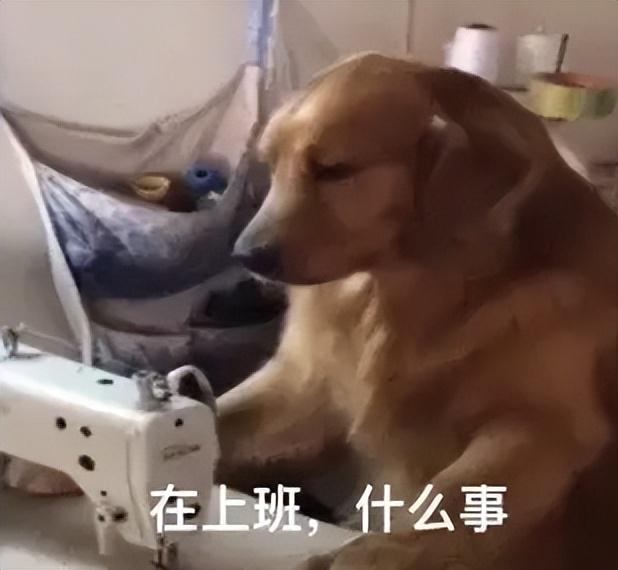 哥特式金属私生子，有什么游戏和帝国时代一样的游戏（却机翻玩烂梗来忽悠）