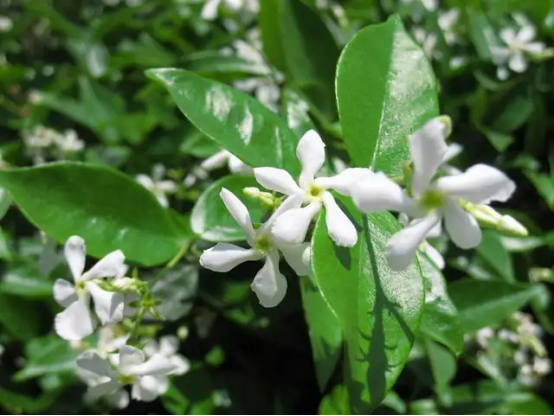 春天开的常见的花，春天的花有哪些（春天的花有哪些 名字）