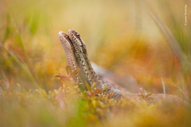 欧美吴彦祖，微信头像，欧美吴彦祖（2018年度最佳野生动物摄影作品图集）