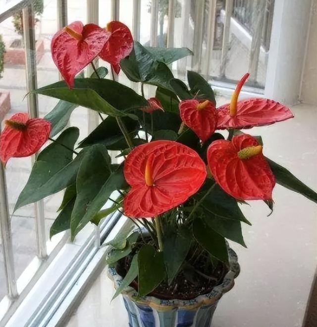 什么花盆栽好养四季开花，7种花很“勤奋”