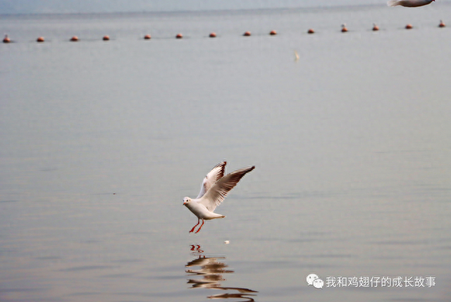 爱美丽推荐第67个 | 深圳湾公园遛娃 | 深圳湾冬日限定海鸥与绝美日落