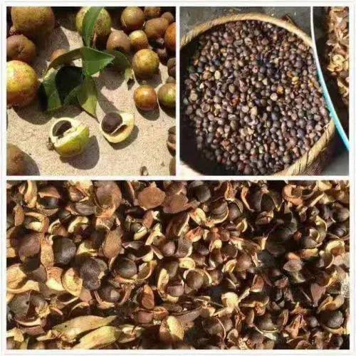 山茶油价格多少钱一斤，茶油多少钱一斤（还是现代工艺压榨的好）