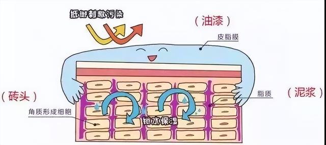 脸部能天天热敷吗，热敷脸有哪些功效与作用（面膜可以天天敷吗）