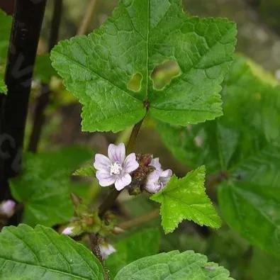 土冬虫草(stachys geobombycis)为唇形科,水苏属植物地蚕的别称.