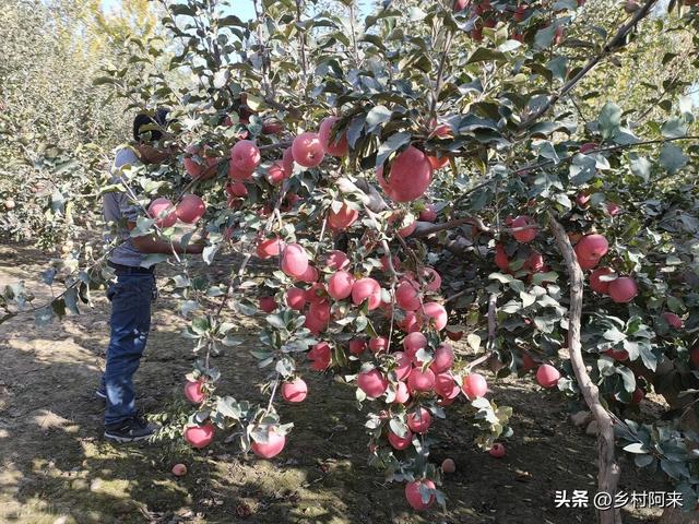 秋香苹果和富士苹果有什么区别，秋香富士苹果简介（农村常见苹果的种类及口感的区别）