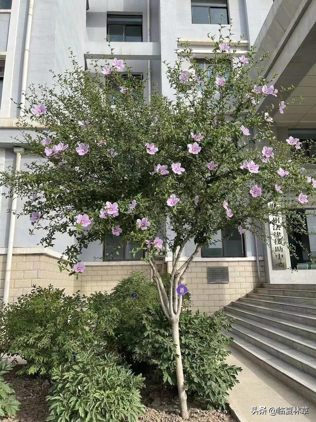 木槿花开唯美诗句，朝开暮落话枯荣