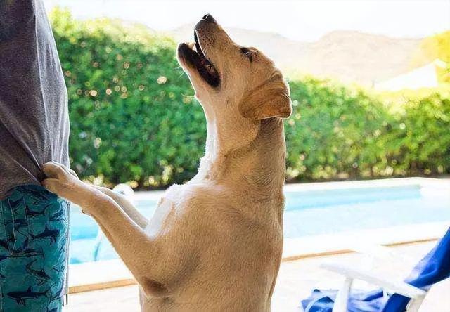 狗来富是要把狗养起来吗，狗来富是什么狗（一条狗若是有这些“特点”）