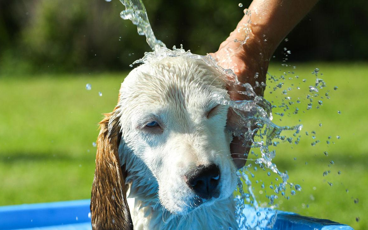 小狗多久洗一次澡(狗一星期洗一次澡可以吗)