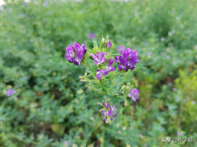 牧草种植品种的选择，干货分享：牧草品种怎么选择