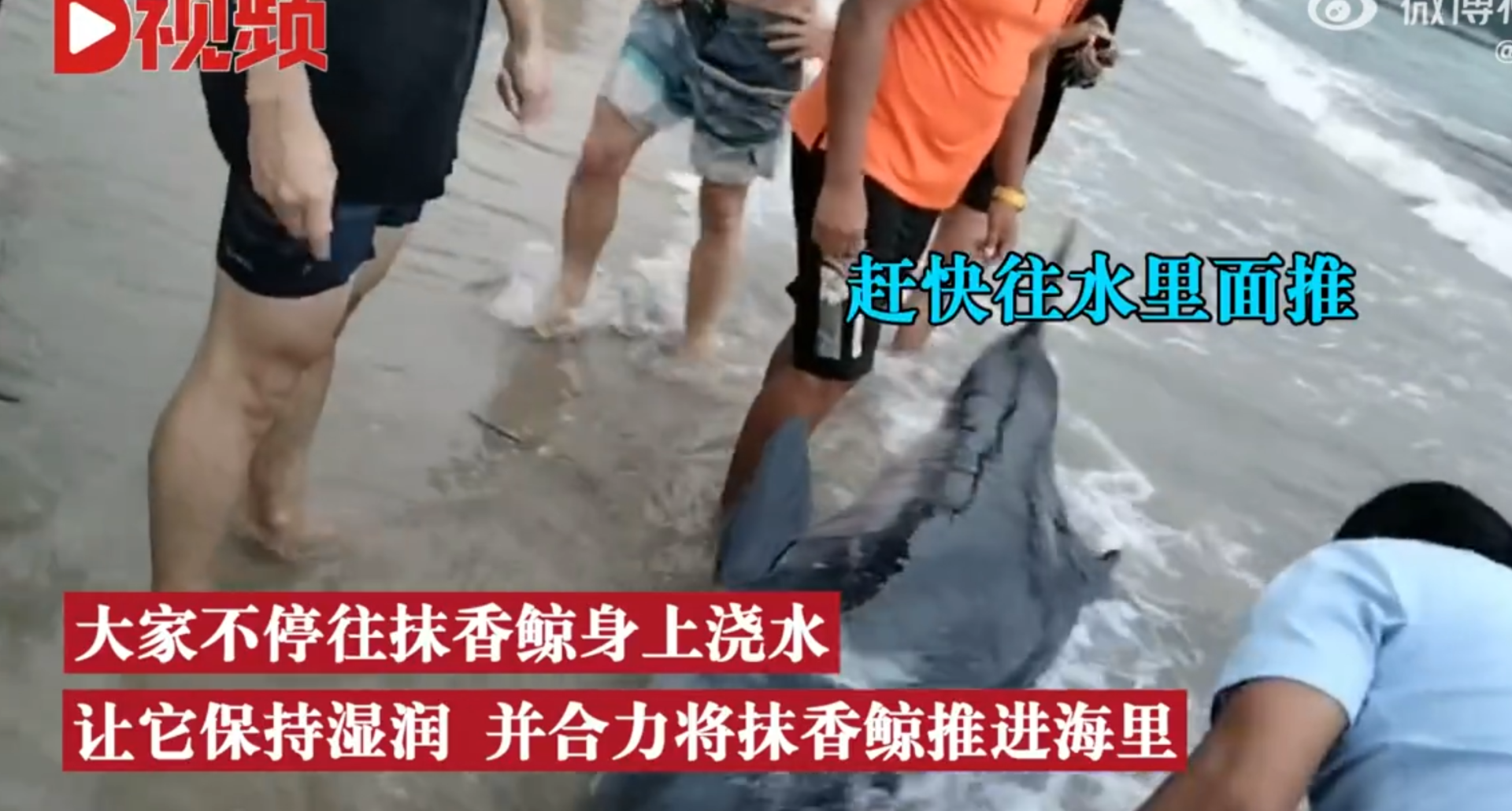 深海巨兽对决：大王乌贼激战抹香鲸，鲸爆危机一触即发