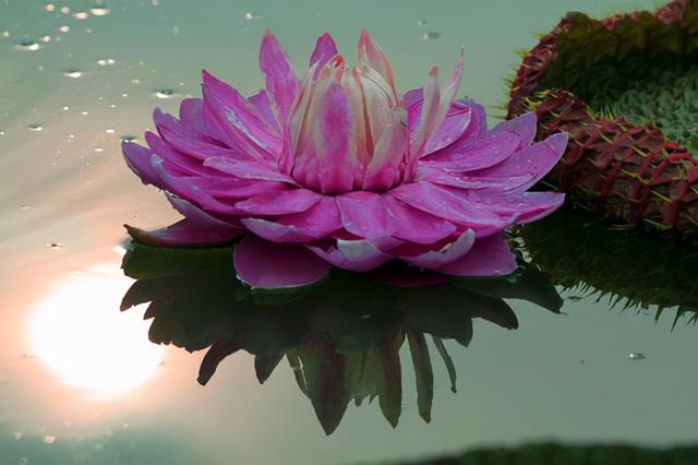 花，花好月圆人长久（72种鲜花欣赏图片）