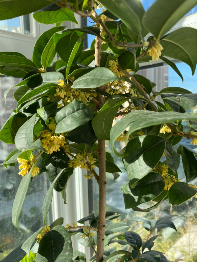 四季桂花树种植技术，四季桂花树的种植技术（开花时满院子香味）