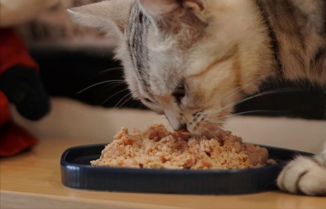 美短价格在多少钱一只，美短猫多少钱一只（你要是打算养猫，千万别养美短）