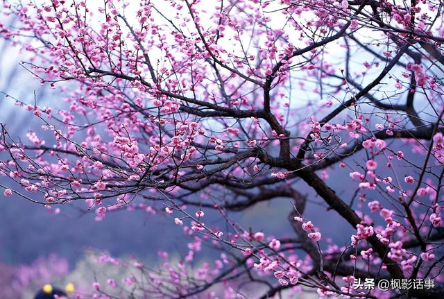 3月旅游的最佳地点，3月去什么地方旅游最好呢（三月份旅游一定要去的六个地方）