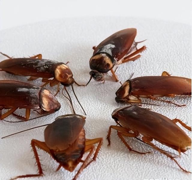 蟑螂幼崽怎么消除，蟑螂最怕三种克星（分享一个蟑螂怎么消灭最彻底的小妙招）