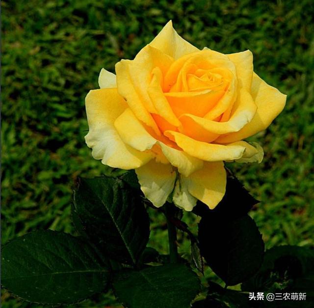 月季花的生长过程，月季从播种到发芽、长叶、开花的全过程（附带图片大全和种植方法）