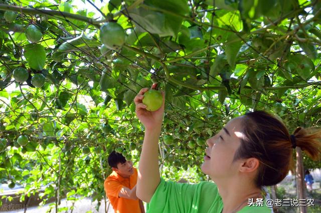 百香果的种植方法，百香果种植时间和方法（教你怎样种百香果树）
