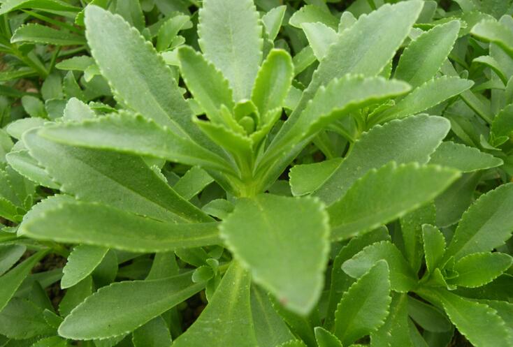 农村能吃的100种野菜图片，有哪些野菜可以吃