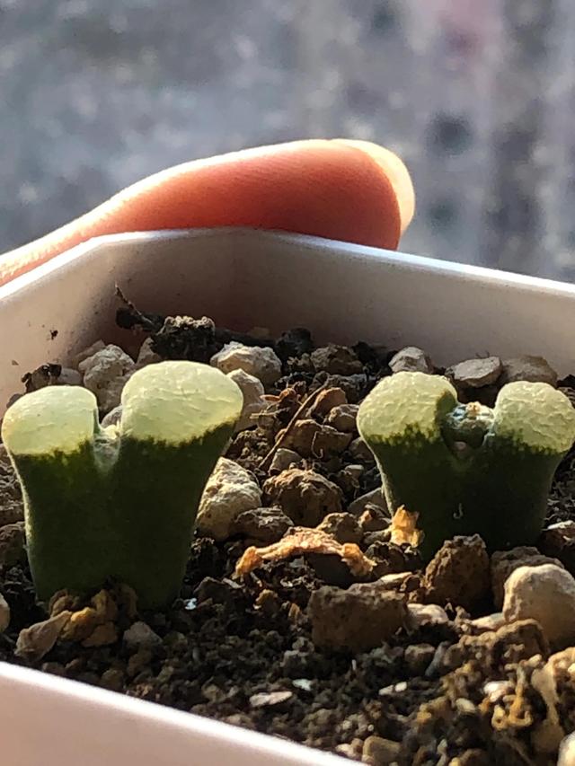 多肉灯泡，自家多肉 请君欣赏（多肉灯泡怎么养）