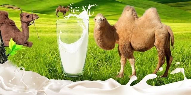 骆驼奶与水牛奶图片