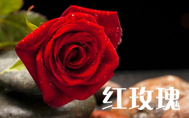 绿玫瑰花语是什么，绿玫瑰花语是什么的英语怎么说（不同颜色玫瑰花的花语）