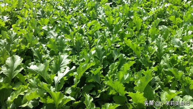 雪菜的腌制方法，雪菜的腌制过程（只放盐容易发黄变质）