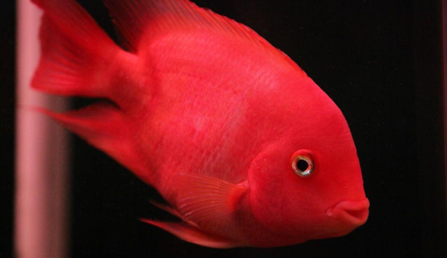 大型淡水鱼品种大全，国内淡水鱼品种大全集（国内十大适合家养的大型观赏鱼）