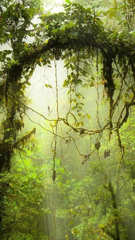 原始森林公园图片,原始森林风景区(唯美图片——原始森林风景欣赏)