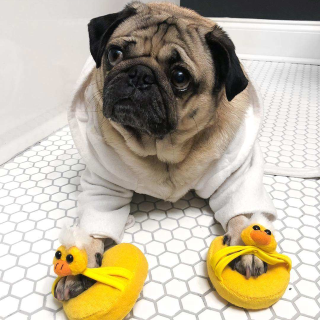 哪种博美犬最好养，很适合懒人养哦