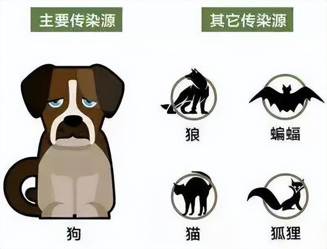 猫咪狂犬疫苗多久打一次，猫狂犬疫苗多久打一次（猫咪要不要打狂犬疫苗）