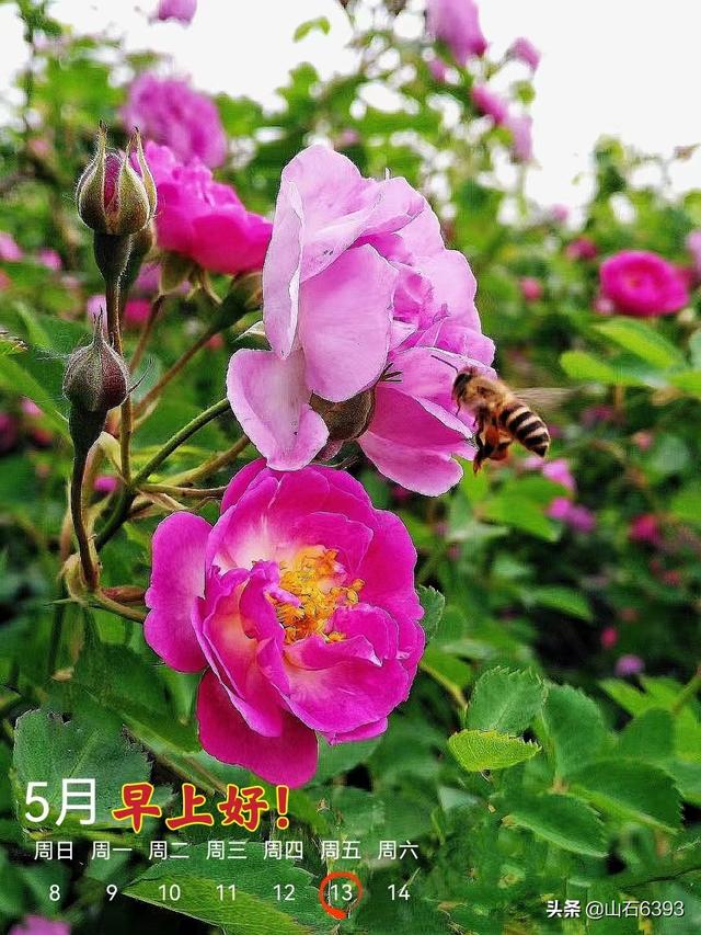 “诗情”“画意”齐颂蔷薇花美——姜传尧等诗词、枊方保等美拍