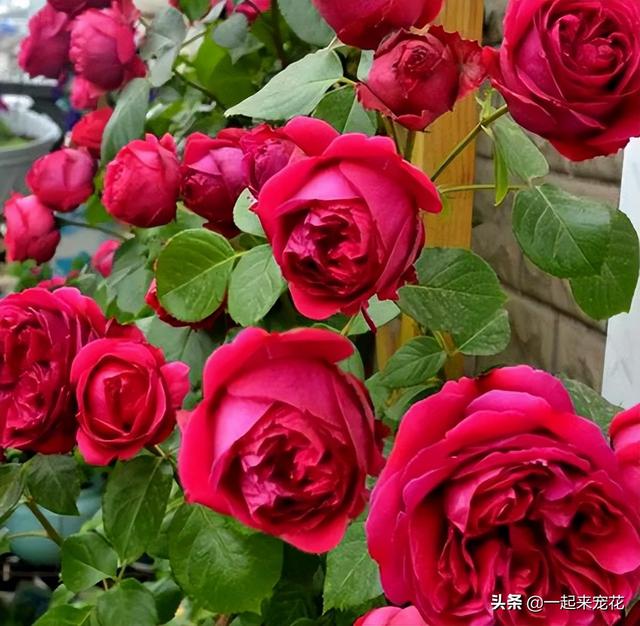 月季花品种有哪些，月季花品种有哪些品种（老花匠都喜欢的10款月季）