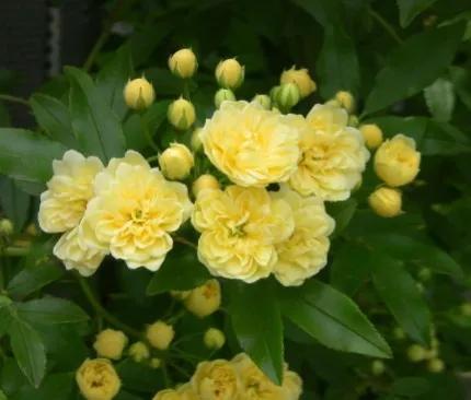 木香花为什么叫鬼招手，木香花为什么不能种（黄木香花，鬼招手）