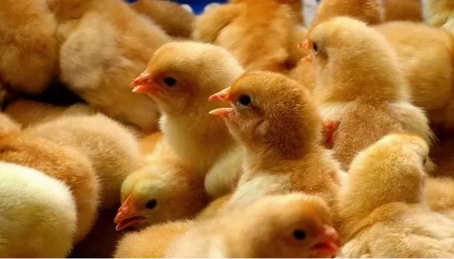 【桉树的用途】桉树的功能和作用是什么,桉树的介绍及用途(远离“会呼吸的痛”) 【桉树的用途】桉树的功能和作用是什么,桉树的介绍及用途(远离“会呼吸的痛”)