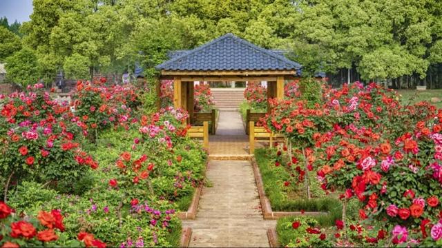 玫瑰花什么时候开，玫瑰花一般在什么时间开花（香草伊甸园玫瑰花开正艳）