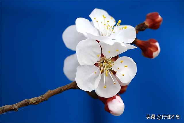 有关杏花的诗句，关于杏花的诗句有哪些（一枝红杏出墙来）