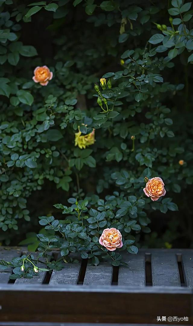 黑色蔷薇花的花语，黑蔷薇的花语和象征（今日分享——蔷薇）