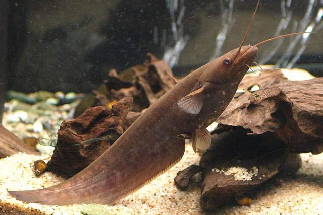 白色的鱼是什么鱼，白色的观赏大鱼是什么鱼（黑龙江鱼类之“三十二杂鱼”图谱）