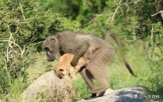 狒狒是什么动物，狒狒是什么动物图片（狒狒为何喜欢偷取其它动物的幼崽）