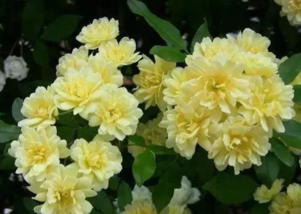 木香花为什么叫鬼招手，木香花为什么不能种（黄木香花，鬼招手）