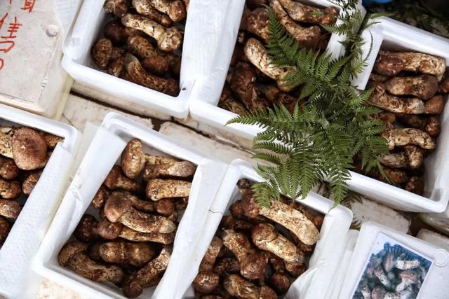 干巴菌怎么炒，干巴菌怎么炒不苦（这9道极致鲜味，错过再等1年）