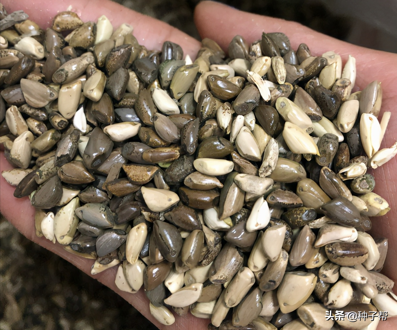 2,播种量:墨西哥玉米草每亩地的用量在2.5kg左右的种子.