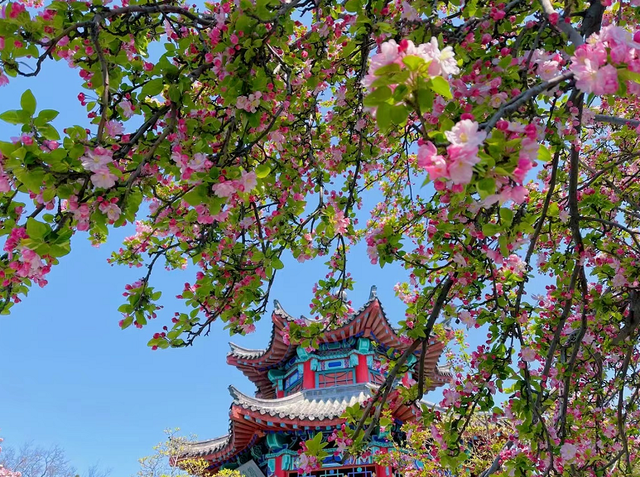 海棠花的花语和寓意，海棠的花语和寓意（海棠花已开，“四品”如何区分）