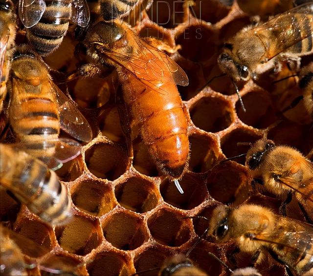 蜜蜂的特点和生活习性，蜜蜂的特点和生活特征（带你了解蜂王、工蜂、雄蜂）